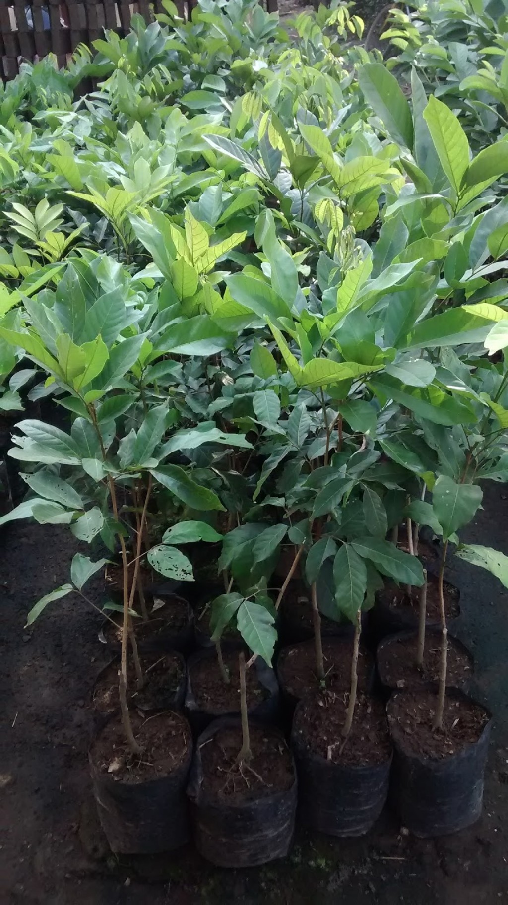 100 Pohon Rambutan dan Mangga Bantuan dari DLH Kota Samarinda